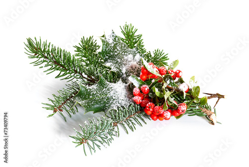 Holly leaves and berries with a pine branch on a white backgroun