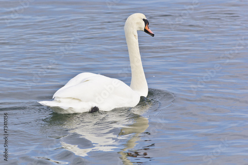 Swan on the sea