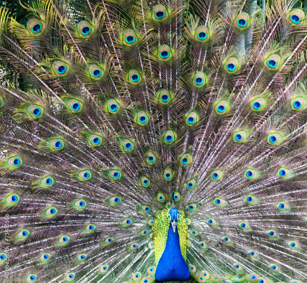 Obraz premium peacock