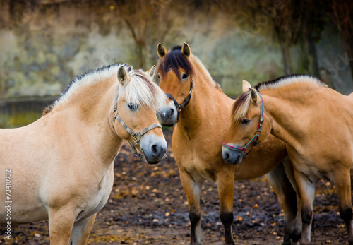 Fiord horses