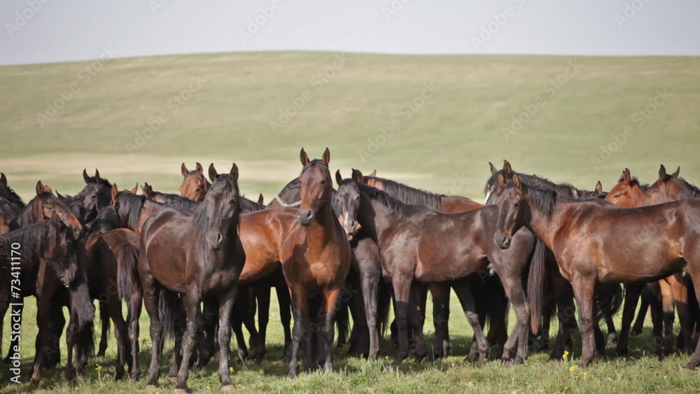 Herd of horses on a summer pasture. Caucasus, Russia Herd of horses on a summer pasture. Caucasus, Russia