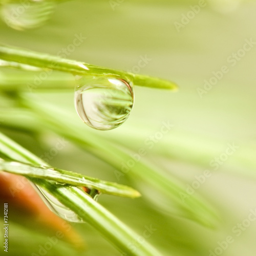 drop on a branch closeup © cooperr