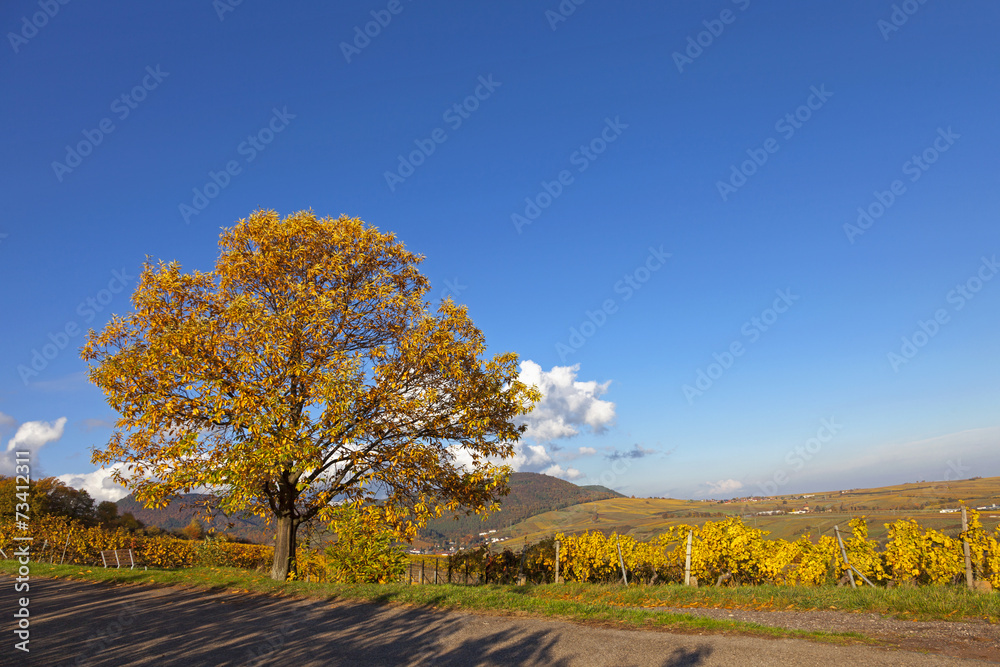 Herbstlandschaft  mit Edelkastanienbaum