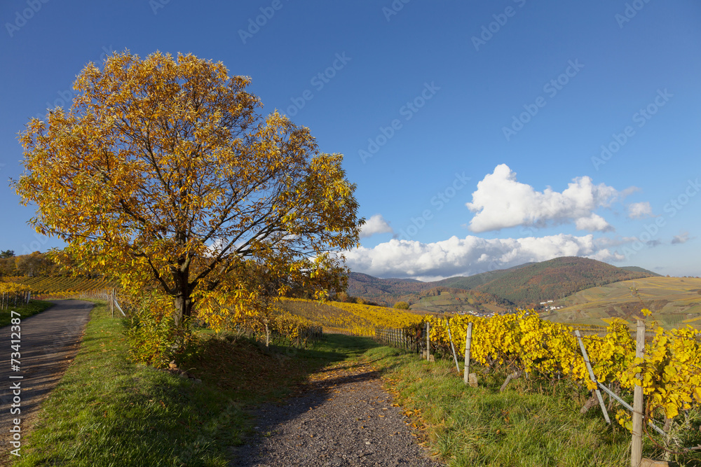 Naklejka premium Herbstlandschaft mit Edelkastanienbaum