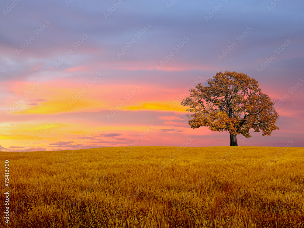 Alone tree in the field with clouds Alone tree in the field with clouds