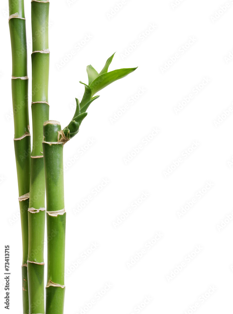 Naklejka premium Fresh bamboo isolated on white background
