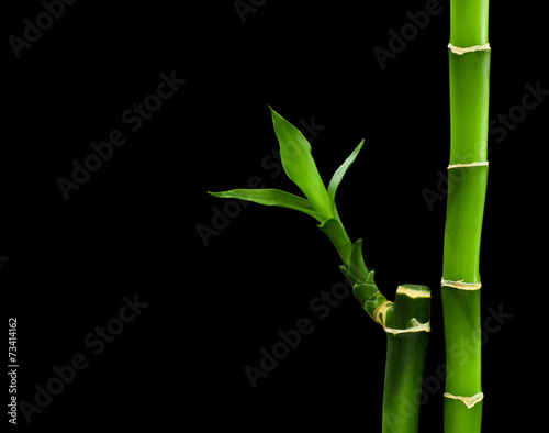 bamboo stalks on black background