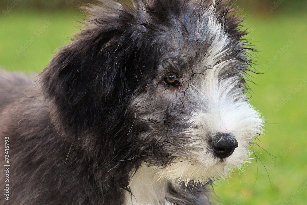 chiots bearded collie