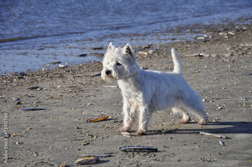 West Highland White Terrier am Strand