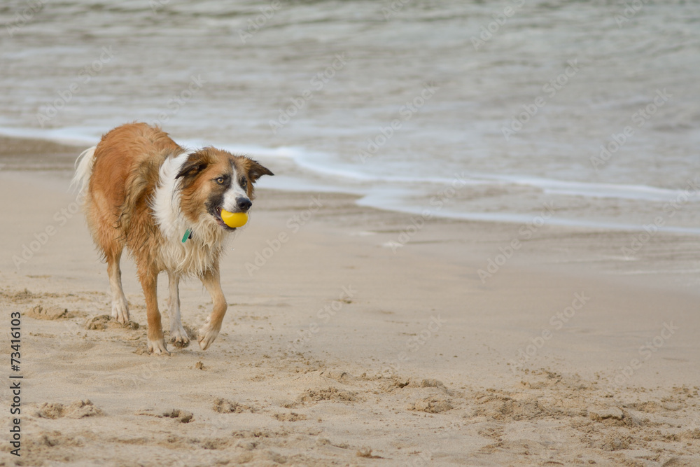 Welshsheepdog on beach