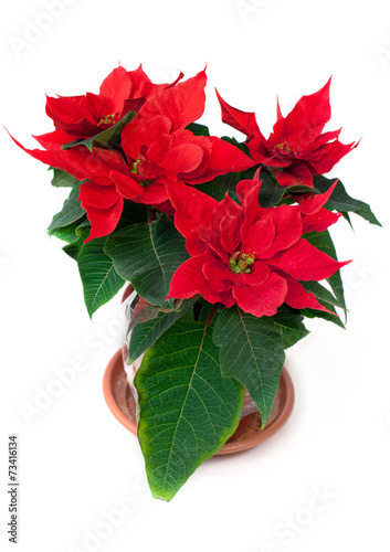 Christmas flower poinsettia (Euphorbia) Christmas star