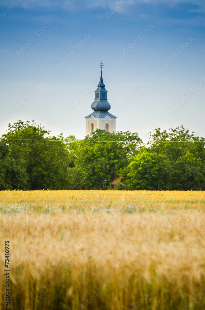 Wheat field Wheat field