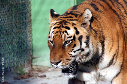 North Chinese tiger in Zagreb Croatia Zoo