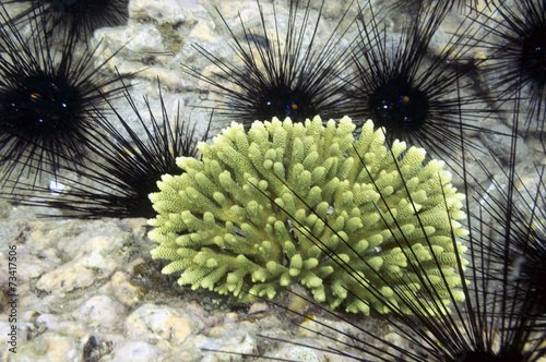 Black beautifull sea urchin photo