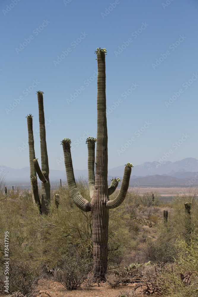 saguaro cactus in Nothern Arizona