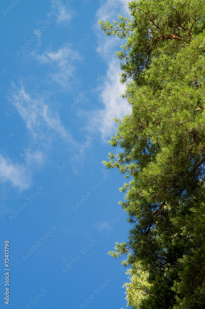 Pine Tree Frame Pine Tree Frame