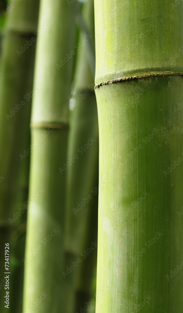 Obraz premium Green bamboo tree