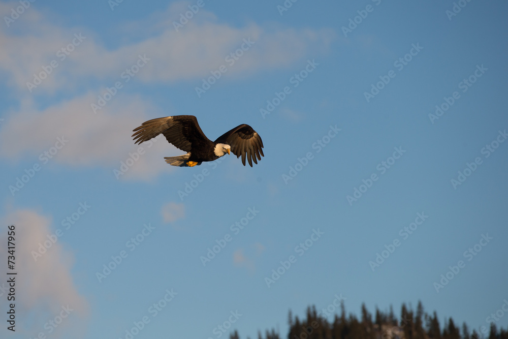 Obraz premium American Bald Eagle flying in the area of Homer Alaska