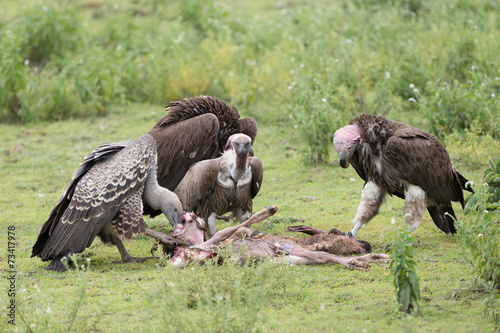 Vultures feeding on baby wildebeest in the Serengeti Tanzania
