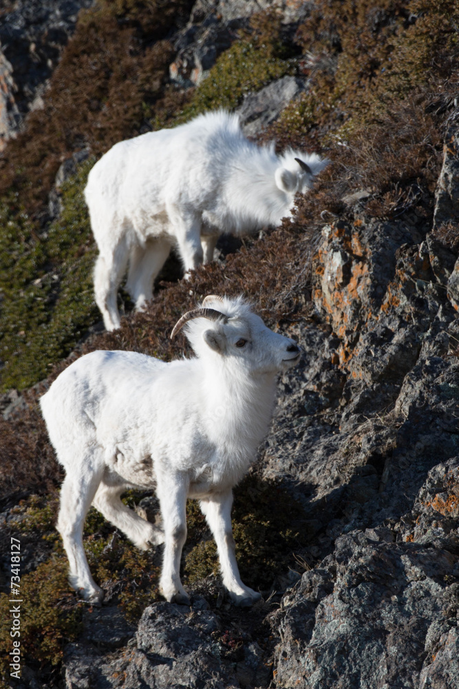 White Dall SHeep on Mountain Ledge in Alaska White Dall SHeep on Mountain Ledge in Alaska