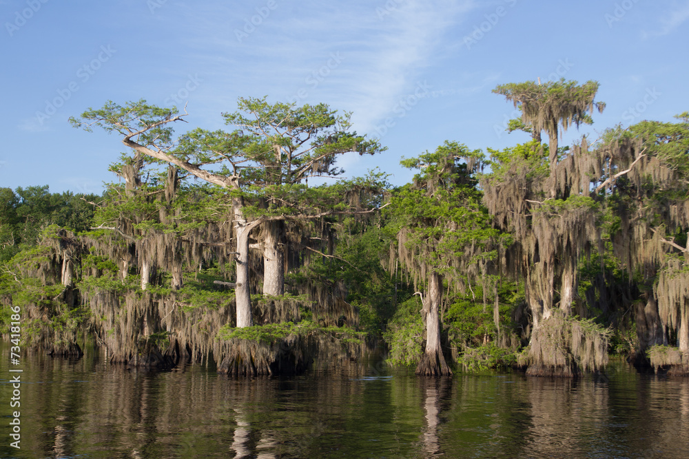 Beautiful Cypress trees on Blue Cypress Lake in Florida Beautiful Cypress trees on Blue Cypress Lake in Florida