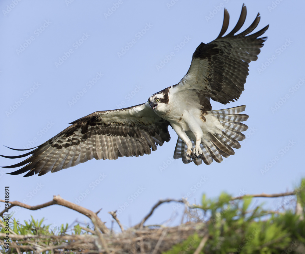 Fototapeta premium Osprey on Blue Cypress Lake in Florida
