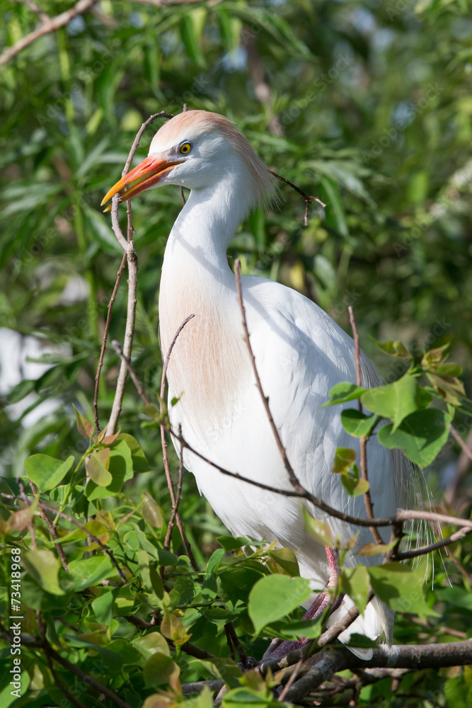 Egrets at the rookery in Gatorland located in Orlando Florida Egrets at the rookery in Gatorland located in Orlando Florida