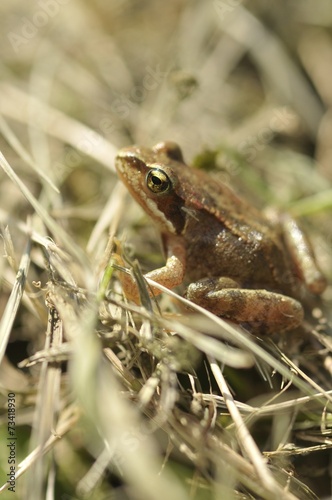 Grasfrosch