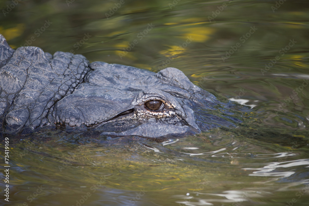 America Aligator in swamp in Florida