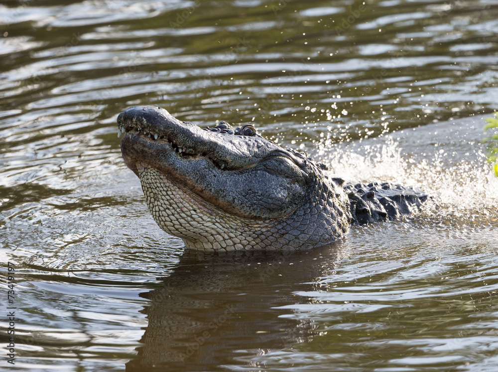 Fototapeta premium America Aligator in swamp in Florida
