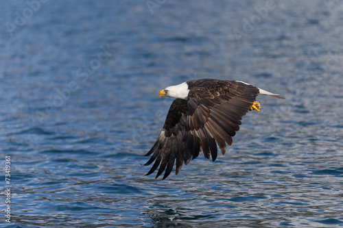 Magestic American Bald Eagle Flying in Homer Alaska