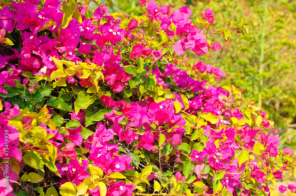Tropical flowers against natural green background Tropical flowers against natural green background