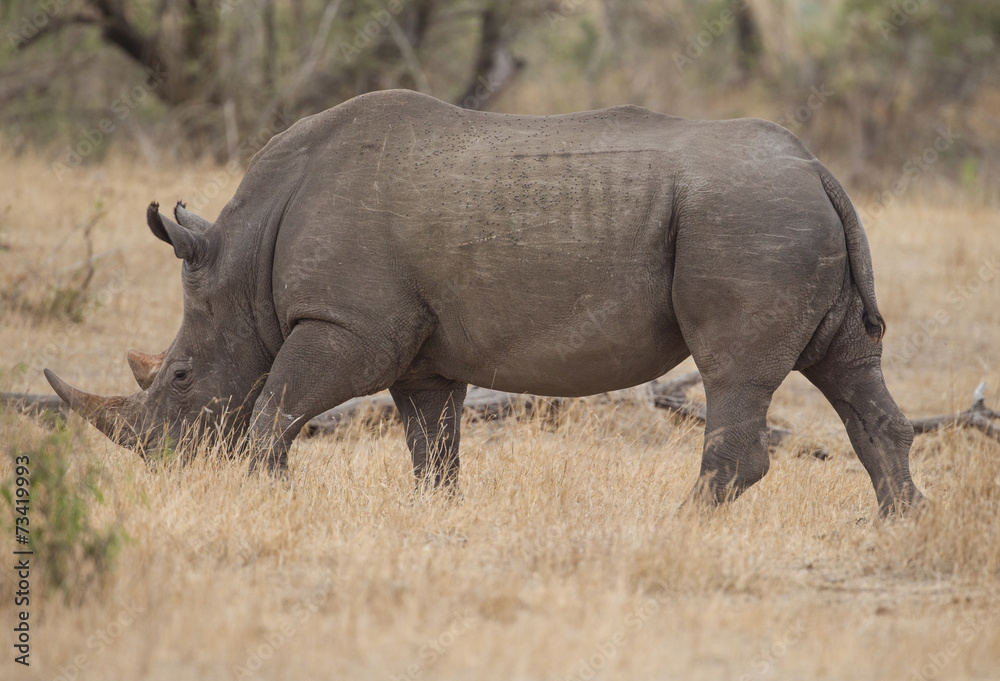 White Rhino in Kruger National Park, South Africa White Rhino in Kruger National Park, South Africa