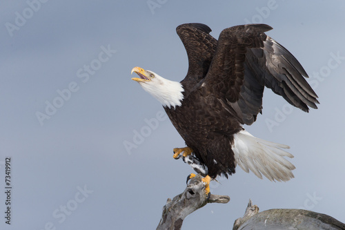 Magestic Bald Eagle on Perch in Homer Alaska © Dennis Donohue