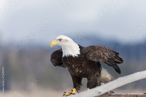 Magestic American Bald Eagle perched on drift wood in Homer Alaska