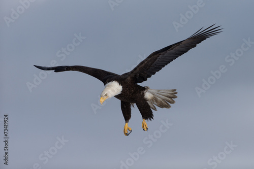 American Bald Eagle landing near Homer Alaska