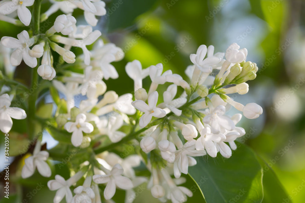 Blossoming Common lilac, Syringa vulgaris Blossoming Common lilac, Syringa vulgaris