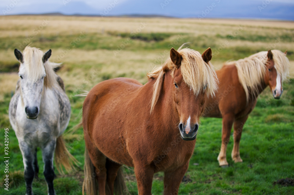 Icelandic horses in the field