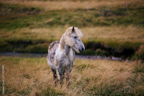 Icelandic horse in the field
