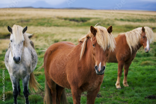 Icelandic horses in the field © dislentev