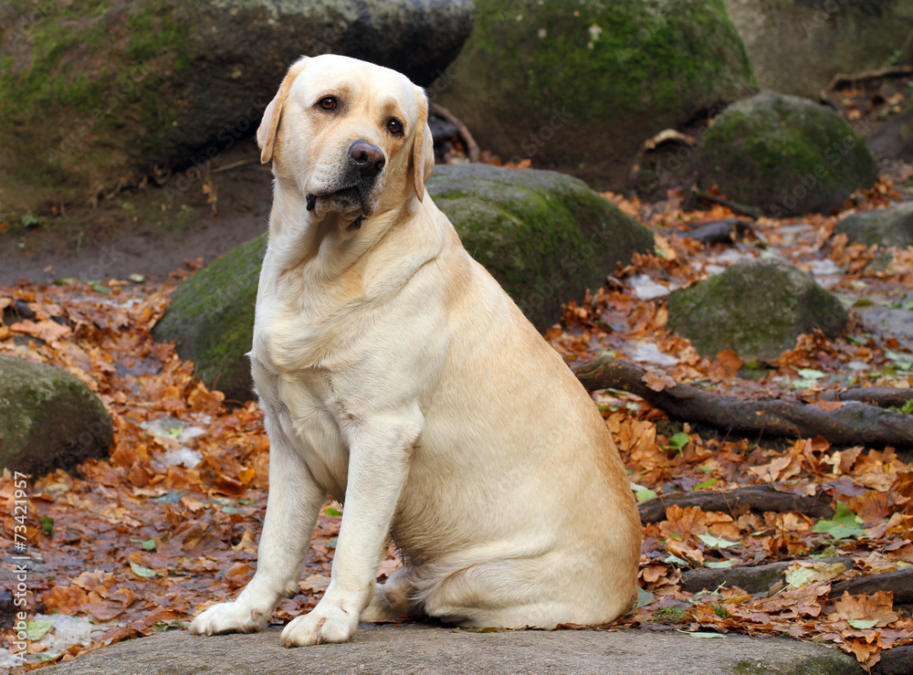 a yellow labrador in the park in autumn