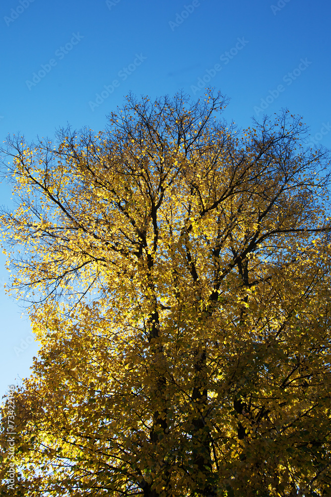 Yellow leaves.