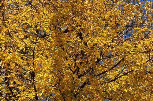 Yellow leaves.