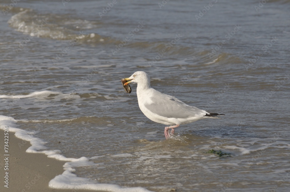Silbermöwe Silbermöwe