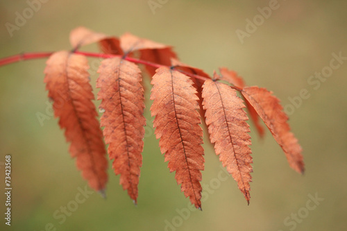 Φωτογραφία autumn leaves