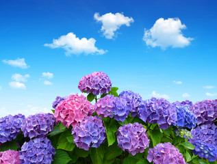 Leinwandbilder Hortensie Hortensienblüten vor blauem Himmel  © vencav