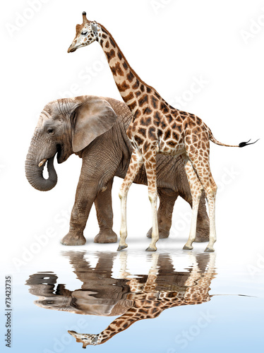 giraffe with elephant reflected on the water surface