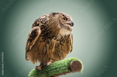 Owl photo