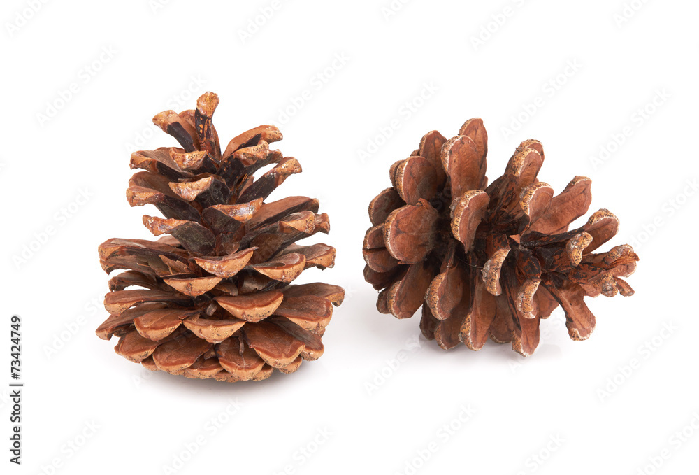 Pine cones Pine cones