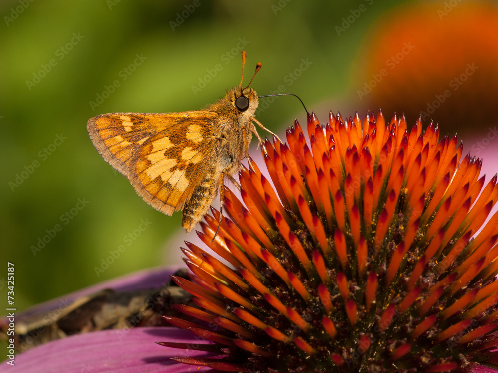 Fototapeta premium Peck's Skipper on a Summer Purple Coneflower